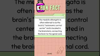 🧠 This Brain Part Runs Your Life on Autopilot—Do You Know Which One mededtrivia quiz triviamania [upl. by Eceertal477]