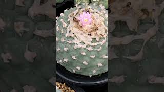 銀冠玉1 Lophophora fricii 2024 09 22 ＃shorts [upl. by Kemble]