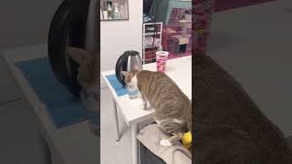 劈腿式 你家貓愛喝水喵？ cat drink funny relaxing pets [upl. by Oicnerolf]