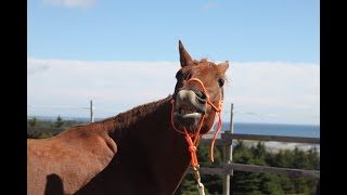 Pferde verstehen lernen mit dem Schnupperkurs Horsemanship und Pferdekommunikation [upl. by Dexter985]