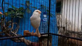 Waterslager canary singing The best canary training [upl. by Cathi]