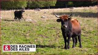 Les aurochs sont de retour en Margeride [upl. by Edmon]