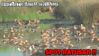 SPOT NYA BANJIR BEBEK  BELIBIS KEMBANG [upl. by Jarlath62]