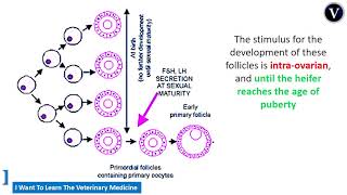 Cattle Theriogenology 4 Puberty and Development of primoridial follicle [upl. by Ardnasela962]