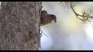 Cassia Crossbill  Diamondfield Jack Campground [upl. by Ailam]