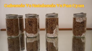 Pan Vs Natalensis Vs Cubensis Speeds [upl. by Aire]