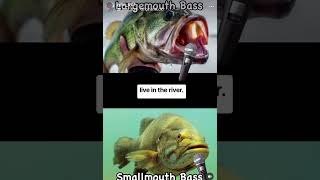 Fishy Rap Battles The Battle of the Bass The Largemouth Bass Vs The Smallmouth Bass Who won [upl. by Gora]