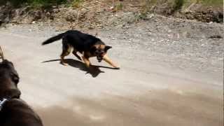 Not as amazing male Cane Corso vs aggressive German Shepherds [upl. by Wengert]