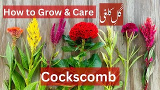 How to grow amp care cockscomb plant celosia  Brilliant House Plant [upl. by Powers]