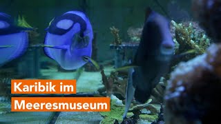 Bald öffnet das umgebaute Meeresmuseum Lassen Sie sich in die Karibik entführen [upl. by Revolc]