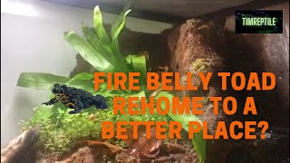 Fire belly toads rehome and setup [upl. by Alrats]