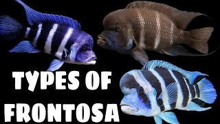 8 Different Types Of Frontosa Cichlid [upl. by Enayd]