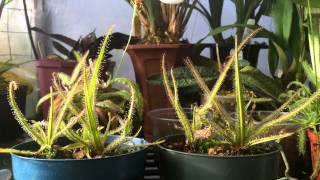 How to grow Carnivorous plants Detailed King Sundew Drosera regia Care and Culture [upl. by Esinev]