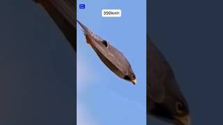 Peregrine Falcon 😱 facts shorts [upl. by Sabanrab]