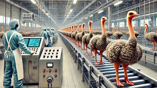 From Farmer to Millionaire The Secrets of Ostrich Farming in China [upl. by Kreda]