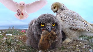 Snowy Owls Endless feeding of growing chicks [upl. by Aerdnek]