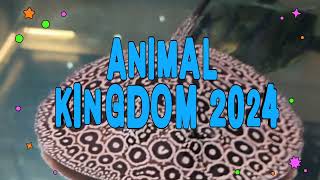 Animal Kingdom 2024animal kingdom 2024 [upl. by Ahsini]