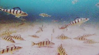 Ice Fishing Jumbo Perch under water footage [upl. by Glanti]