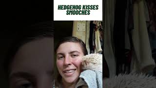 Hedgehog kisses smooches hedgehog pets kiss kisses smooch smooches animal erizo mascotas [upl. by Parker63]