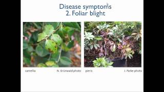 1 Introduction to Phytophthora [upl. by Carmela387]