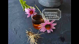 Harvesting Echinacea to make Echinacea tea or tincture [upl. by Raffarty]