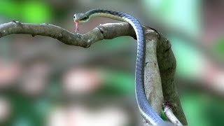 Bronze backed tree snake വില്ലൂന്നി പാമ്പ് [upl. by Ahsinot]