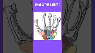 What is this called👈🤚youtube anatomy ytshorts medicaltest [upl. by Twyla504]