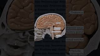 Sagittal section of the skull with the brain included [upl. by Hayouqes995]