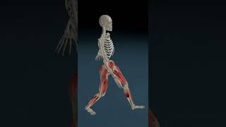 Walking Anatomy 3D Animation 3d anatomy 3danatomy animation [upl. by Arytal]