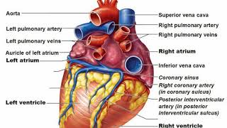 Difference Between Atria and Ventricles [upl. by Poppy]