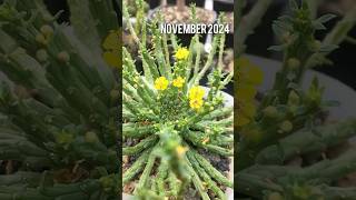 Euphorbia Flanaganii grew yellow flowers on november 2024 succulent euphorbia euphorbiaceae [upl. by Shulins]