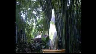 Corpse Flower Time Lapse [upl. by Gloria909]