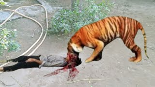 Tiger Attack Man In Forest royal bengal tiger attack fun made part 12 wali videoss forest Full Movie [upl. by Sorenson673]