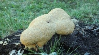 Slime mold time lapse Myxamoeba Giant amoeba engulfs rock Version1 [upl. by Oicneconi]