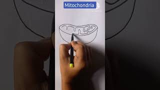 Mitochondria Easy Diagramshorts youtubeshorts reels viral drawing draw biology class [upl. by Ariad]