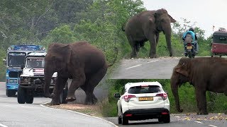 Big wild elephant waiting for food at the Kataragama road [upl. by Kippie]