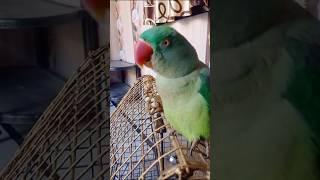 Katori wala parrot baat manta hua talking parrot [upl. by Iba]