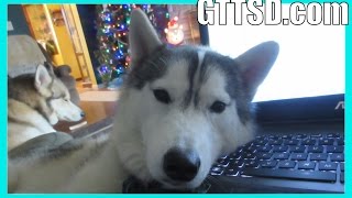 HUSKY PUPPY on the KEYBOARD  Snow Dog Short 35  Too Cute [upl. by Eissalc216]