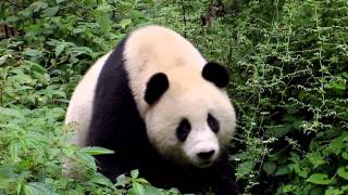 SNEEZING BABY PANDA THE MOVIE 2014 OFFICIAL TRAILER [upl. by Lithea]