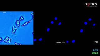 Realtime labelfree determination of live cell viability with Phi Optics CellVistaAI [upl. by Tollman]