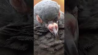 Newly Fledged Wild Baby Pigeon Fell Asleep on the Balcony Bird Table [upl. by Evered]