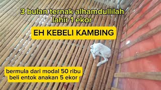 Ternak kambing  bermula dari ternak entok  3 bulan lahir anakan kambing [upl. by Nosak881]