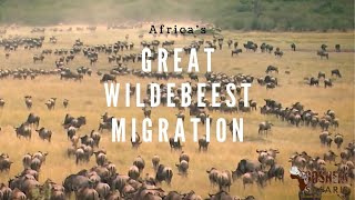 The Great Wildebeest Migration in Tanzania Africa [upl. by Parris]