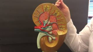 Kidney Anatomy [upl. by Howland642]