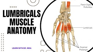 Lumbricals Muscle Anatomy  Anatomy Lecture Series [upl. by Claudius361]