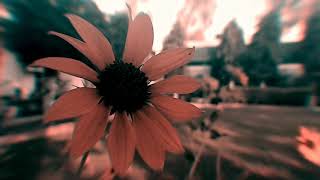 Royalty free flower aesthetic video [upl. by Kurzawa997]