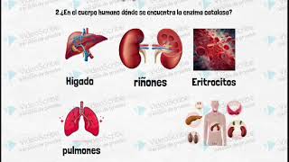 Experimentos sobre la enzima catalasa [upl. by Lertnom]