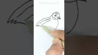 quail bird drawing [upl. by Airot]