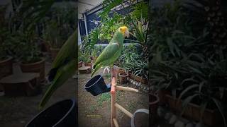 Loro Que Habla Dice Carlos 🦜 Loros Hablando Shorts animals parrot viral loro mascotas parati [upl. by Pride564]