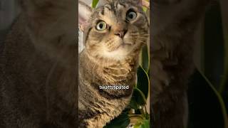 Cat gives word of the day on Veterans Day funnycat catlover cattitude funny [upl. by Natanoy]